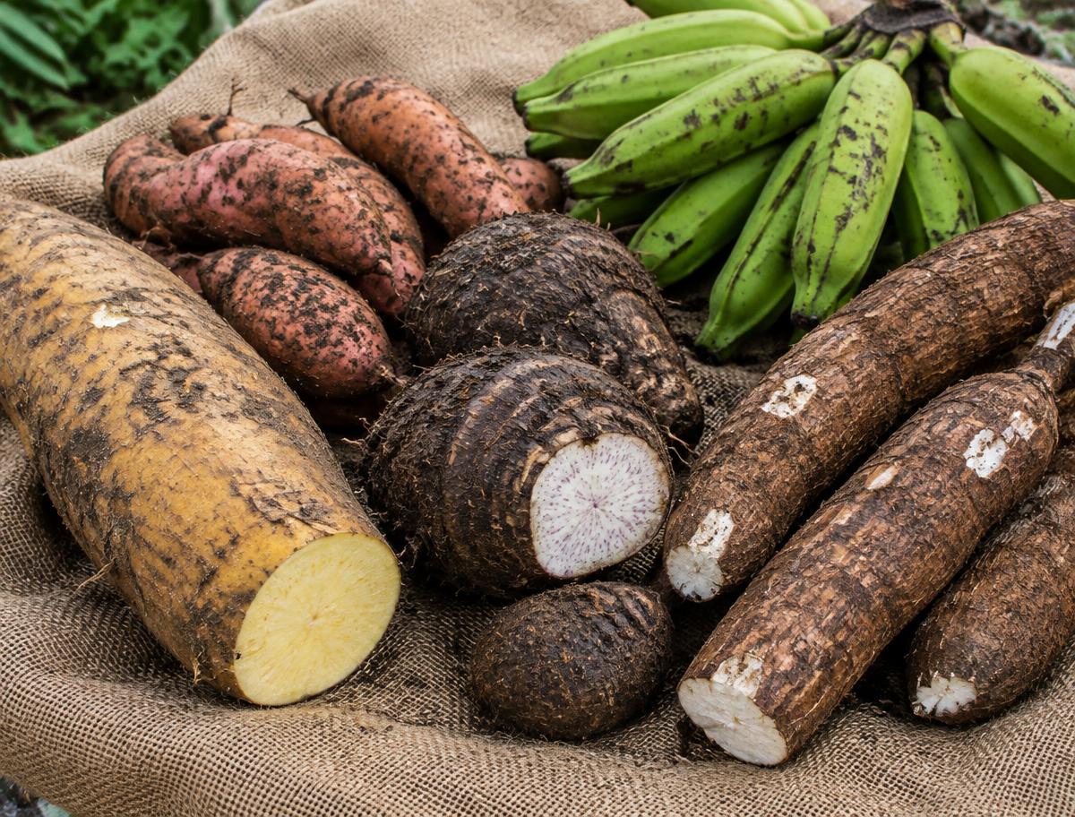 Ground Provisions grown and supplied in Jamaica